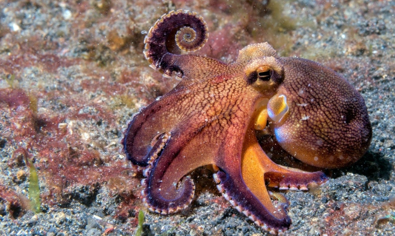 木卫二上有章鱼吗,土卫二存在外星生命的概率