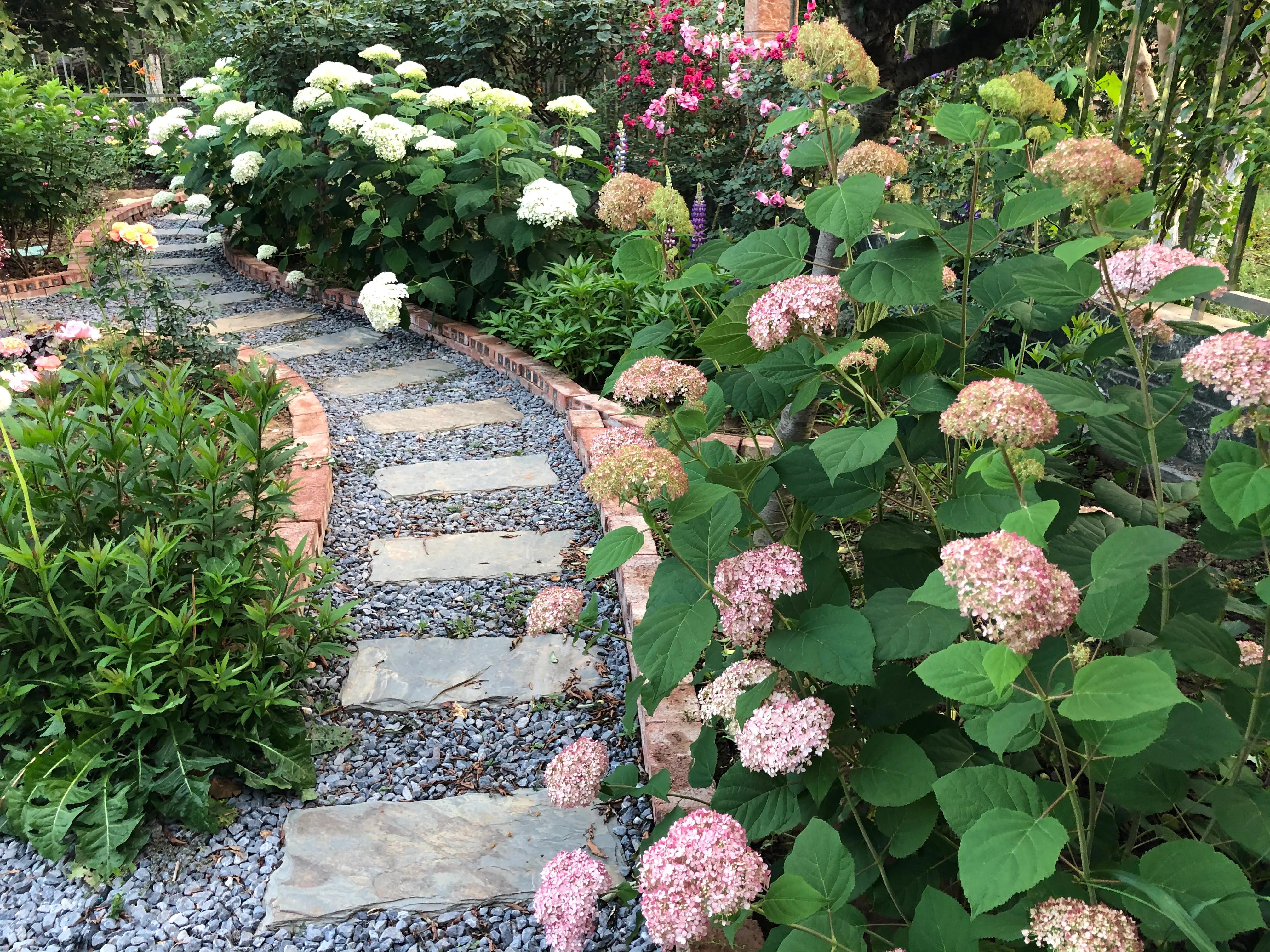 我在花园里种下种子,我在花园里种一棵小树