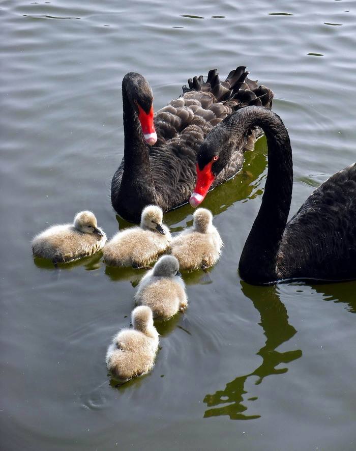 由一只蝙蝠带来的思考,黑天鹅是什么原因造成的