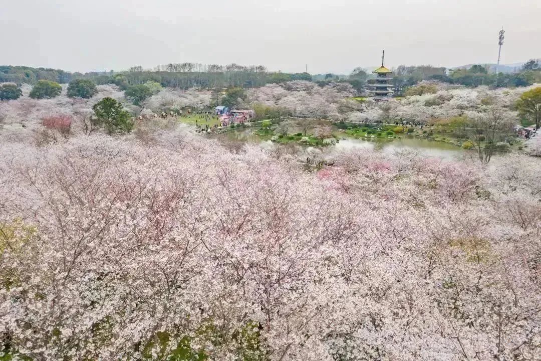 走起一起去看日出,开往春天的列车来了一起去打卡吧
