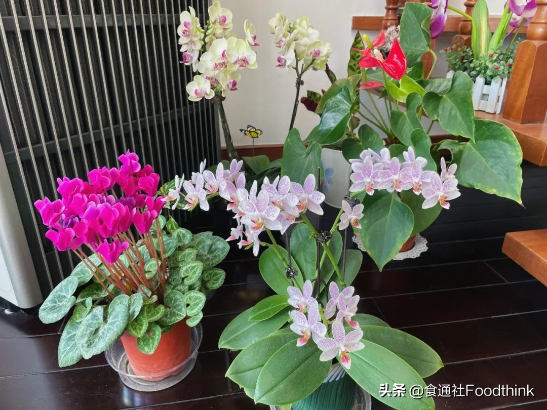 免于饥饿的N种方式｜一位浦东居民被禁足的28天