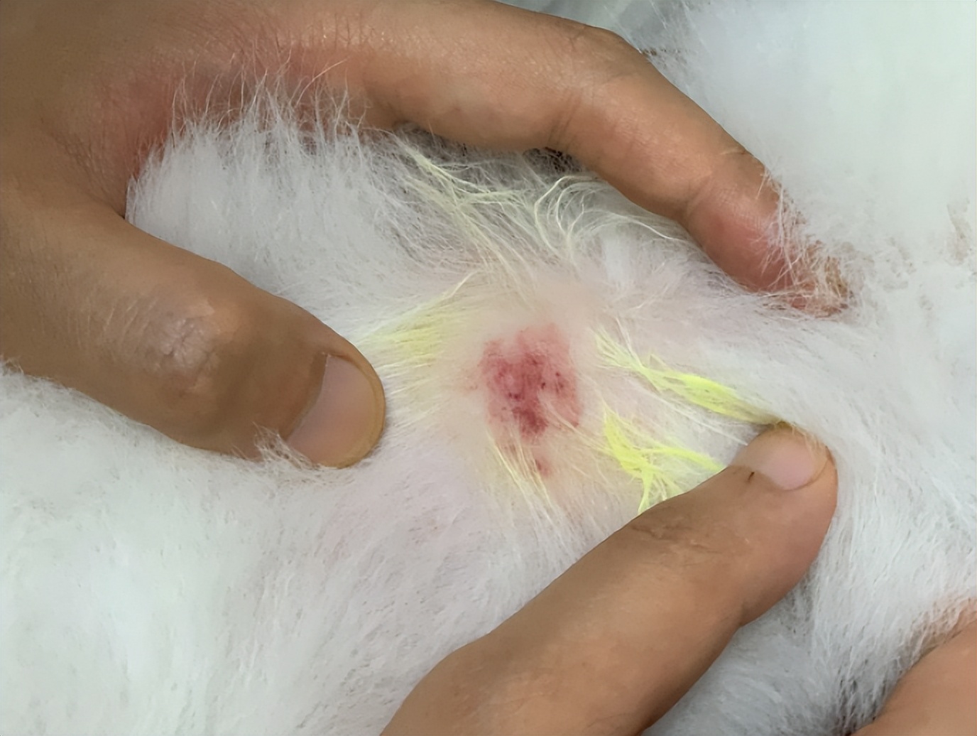 狗狗全身发红脱毛有疙瘩怎么治,狗狗背痒长红点还掉毛是什么原因