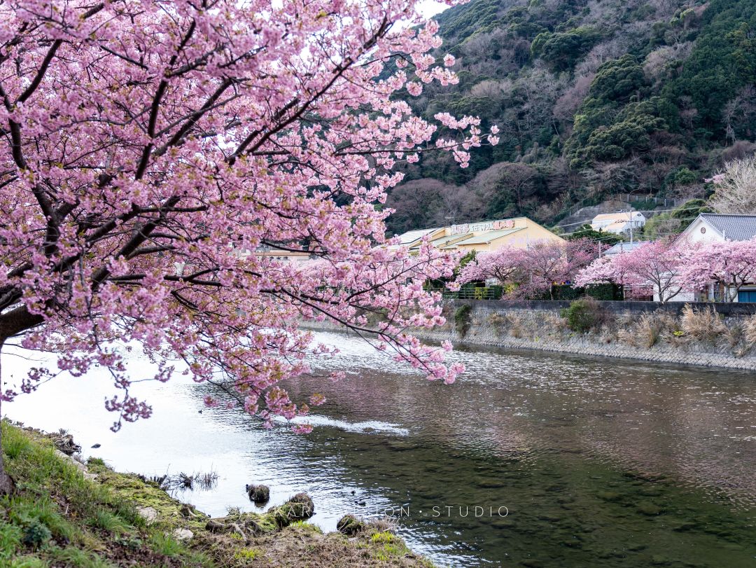 来日本赏河津樱,东京去河津赏樱攻略视频