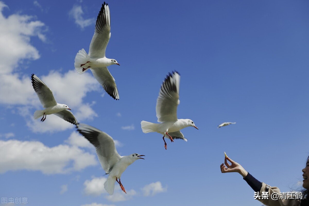 鸽子喂饲料的正确方法,鸽子养殖喂多少饲料好一点