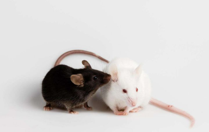 认知功能障碍研究进展,术后认知障碍与术后谵妄的区别