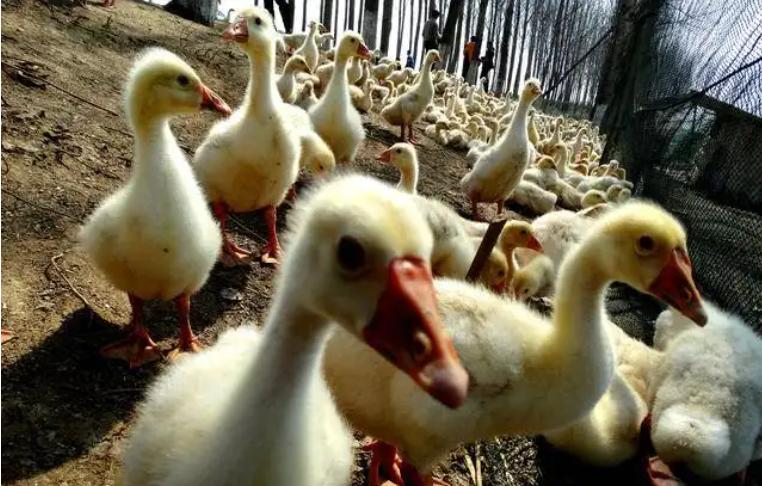 养鹅预防痛风的最好方法,养鹅怎样防小鹅痛风