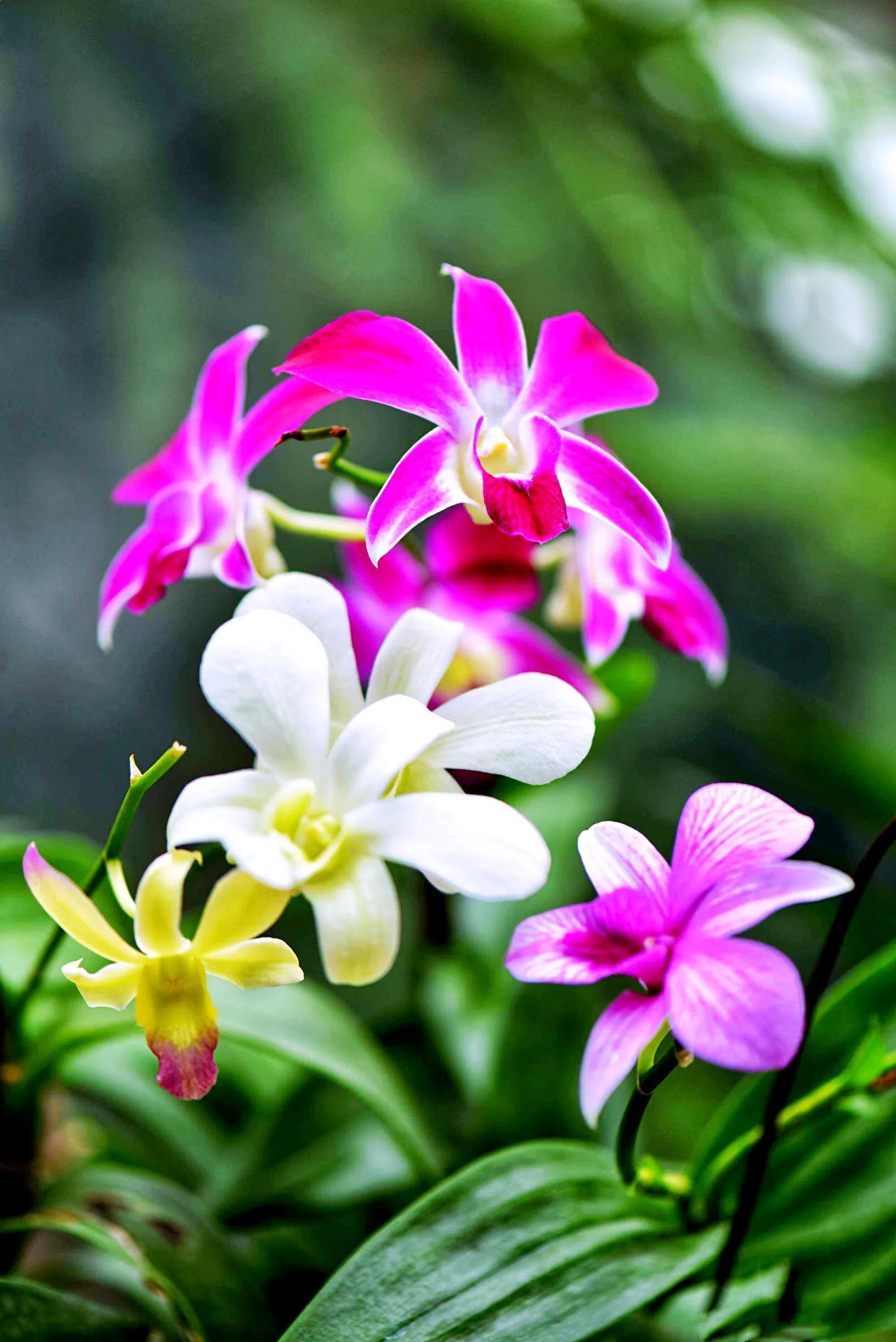 石斛花颜色金黄,大自然石斛花