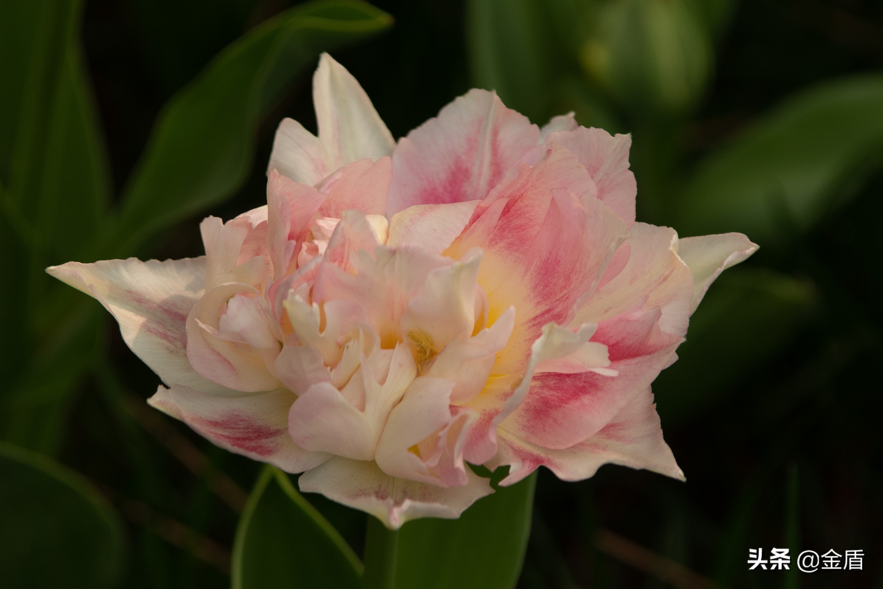 粉红皇后郁金香,花中皇后郁金香全集