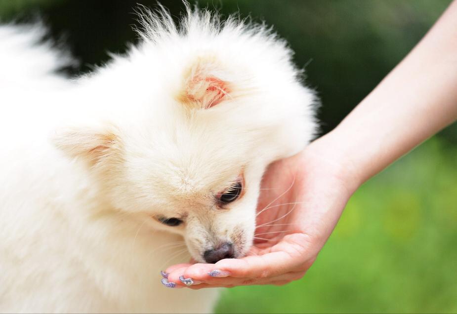 博美有泪痕处理方法,博美有泪痕怎么除掉