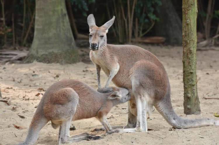 住野趣C位-广州长隆酒店！含高级客房+童趣乐园+广州长隆园区门票