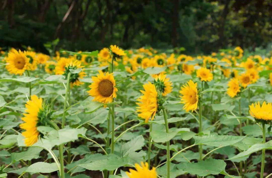 时光深处惟愿岁月静好早安语,时光深处惟愿岁月静好什么意思