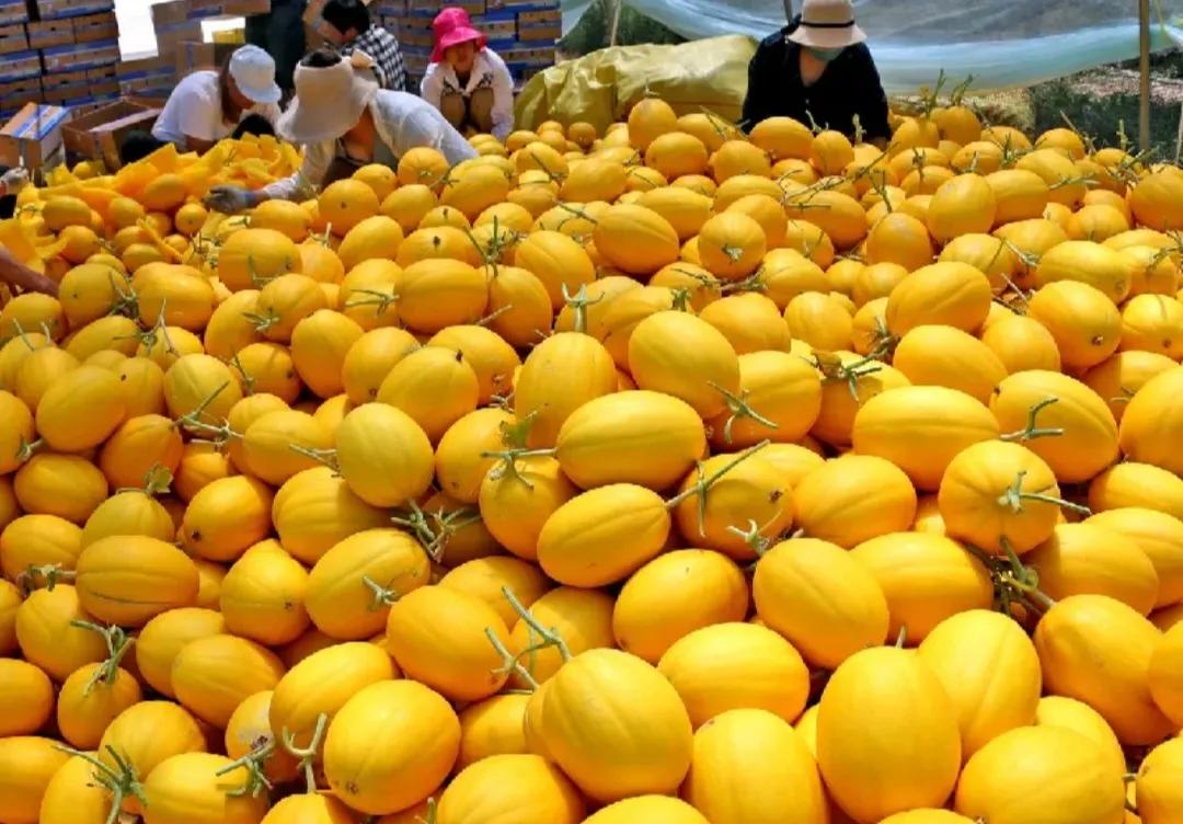 垂涎欲滴的瓜世界：瓜田李下说吃瓜，一片冰心香满园