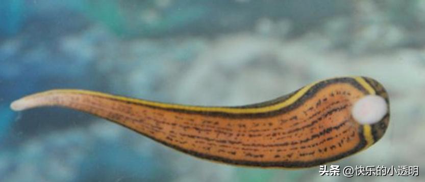 如果蚂蟥吃进肚子里能长期存活吗,蚂蟥食入体内能存活吗