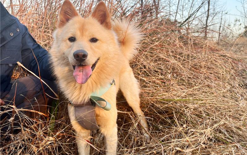 农村养什么狗最温顺不会攻击人,温顺没有体臭不掉毛的狗小型犬