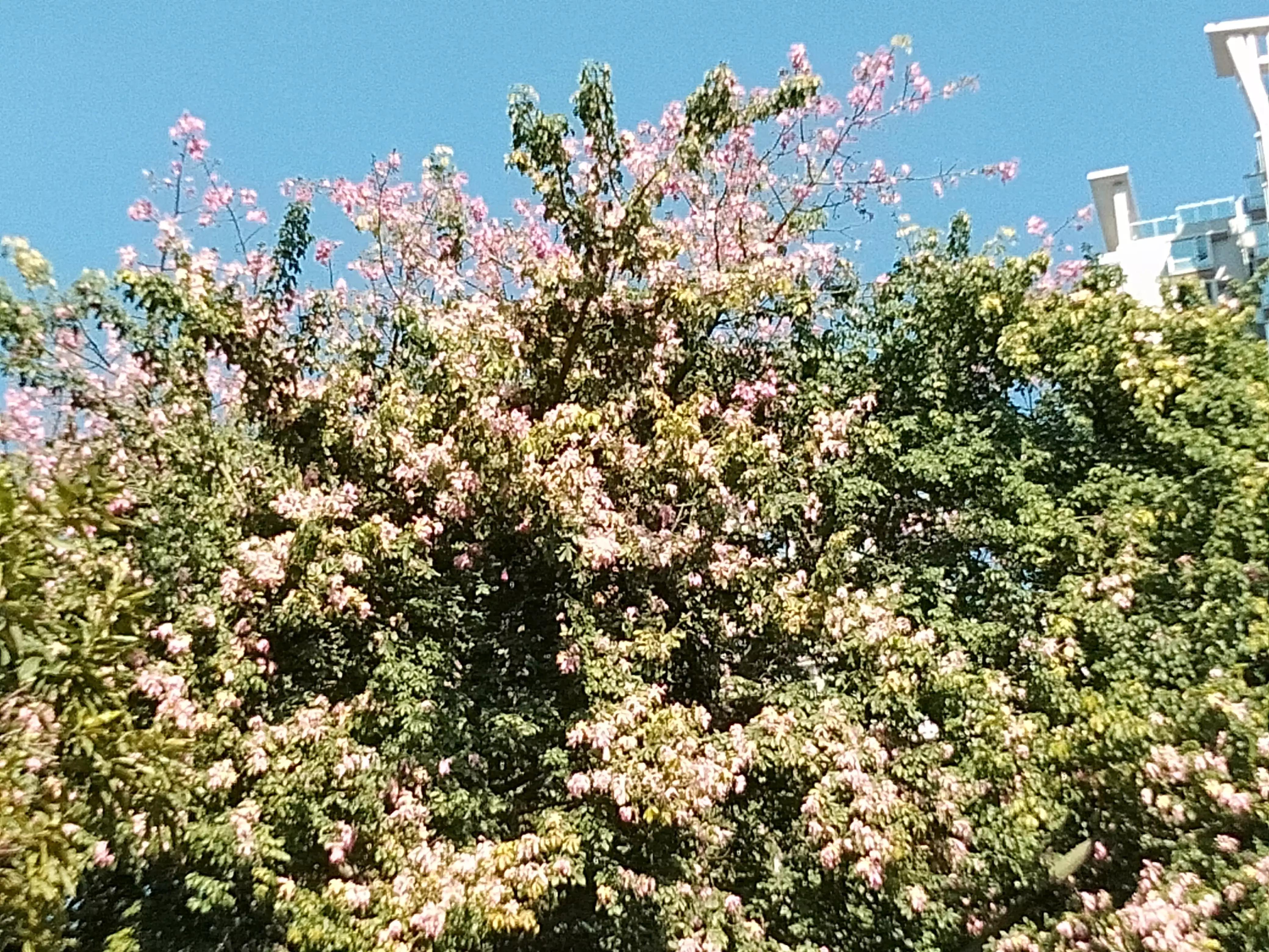 深圳洪湖公园冬季景色,冬天的洪湖公园