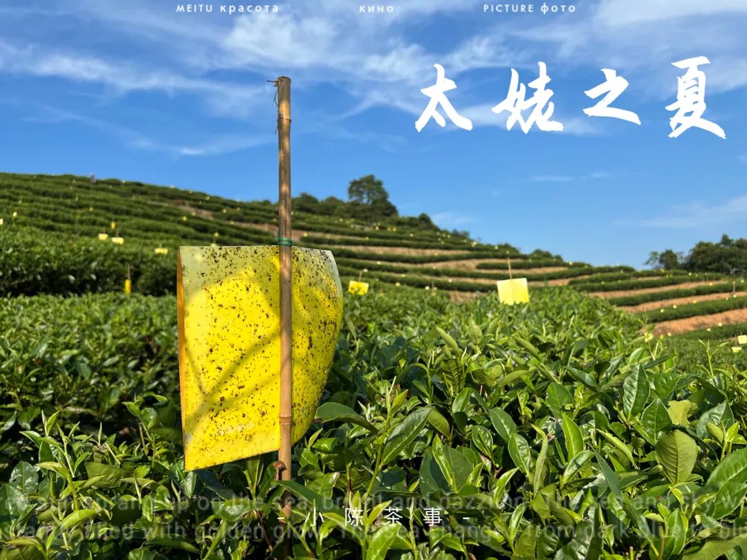 “南郭先生”、拉帮结派、化整为零，说说最近福鼎白茶的一些变化