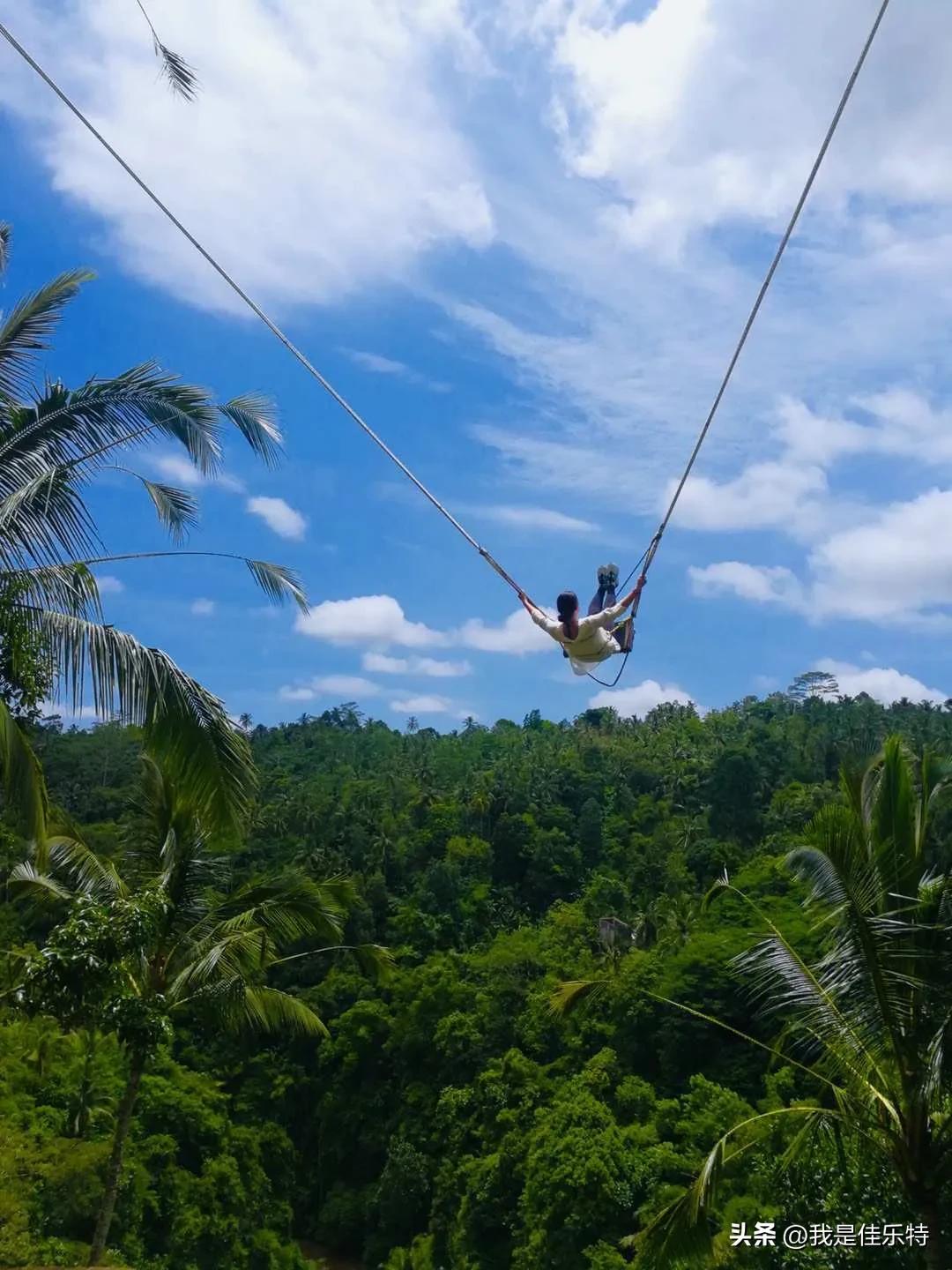 热带沙漠棕榈,热带水果棕榈