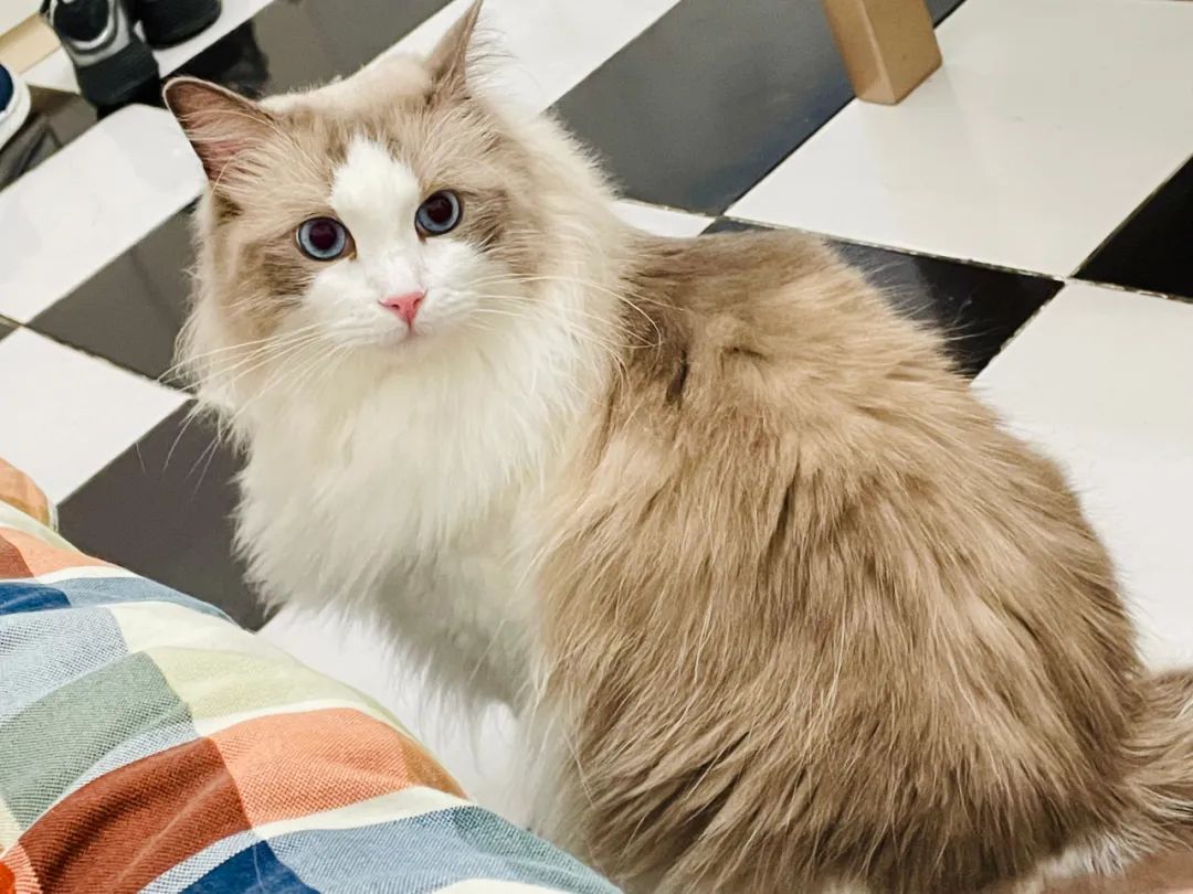 汤圆布偶猫,最好看的布偶猫汤圆