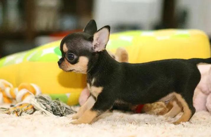 体型最小的吉娃娃狗,吉娃娃是世界上最小的狗吗