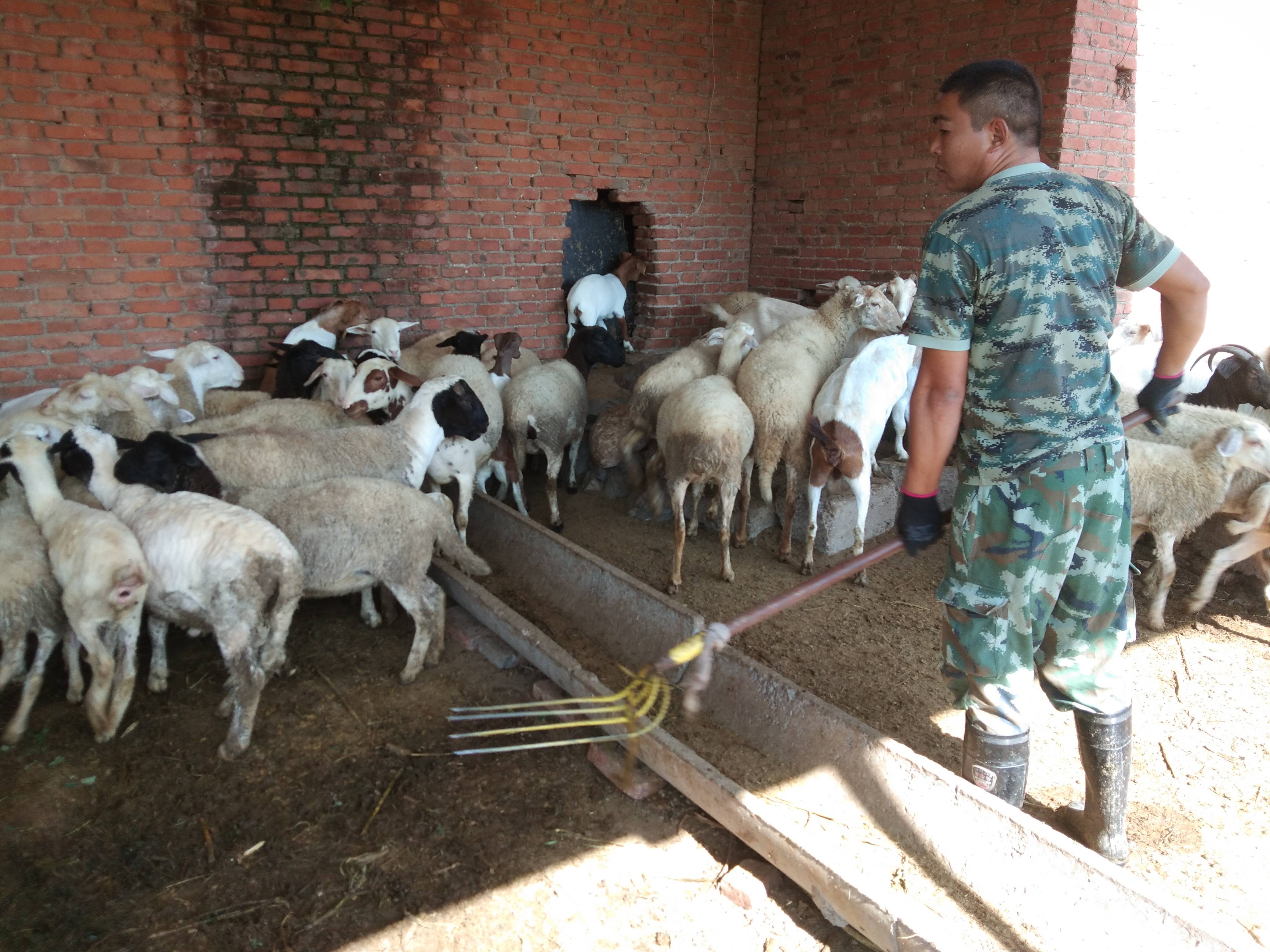 做什么养殖项目最好,大学生养殖创业