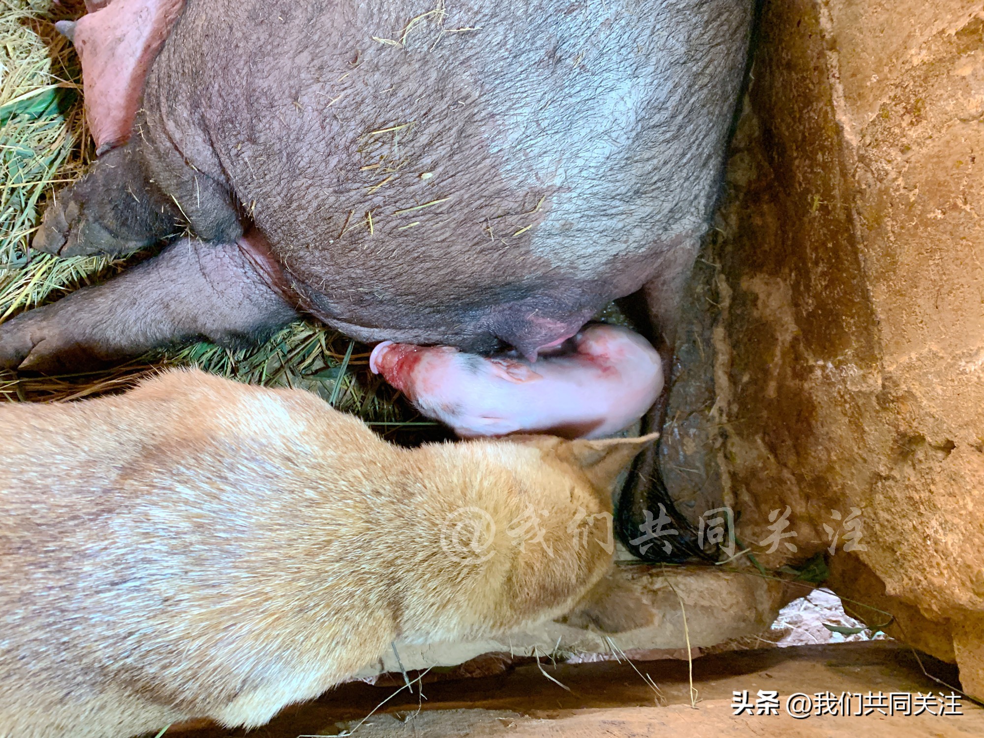 中华田园犬人工繁殖,中华田园犬遇到人类幼崽