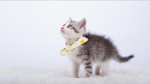 重庆山村被杀男孩,重庆一个村子离奇死亡事件