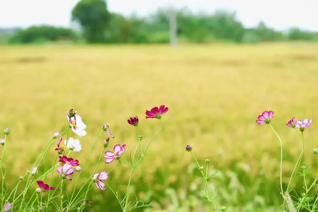 适合夏天避暑旅游的地方,适合夏天避暑的旅游地方