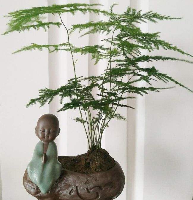 越养越吉利的三种花有哪些,玫瑰花老桩用大盆还是小盆栽培