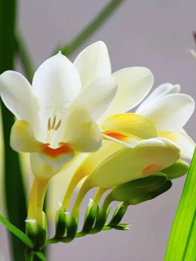 十种最有名的兰花图片,最美的100种兰花图片