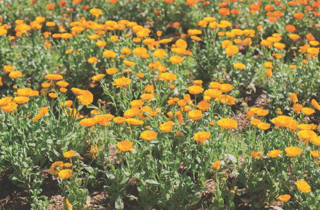 肌肤敏感发红发烫,肌肤敏感泛红怎么办