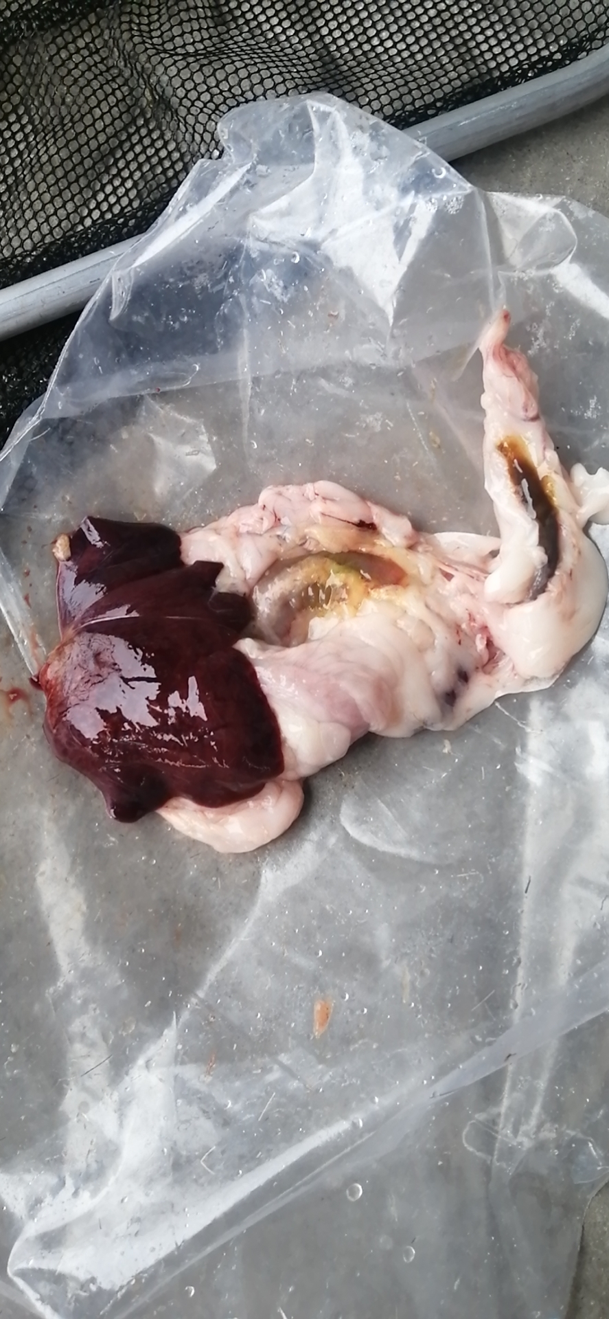 龙鱼病害防治图片,龙鱼常见疾病表现图片