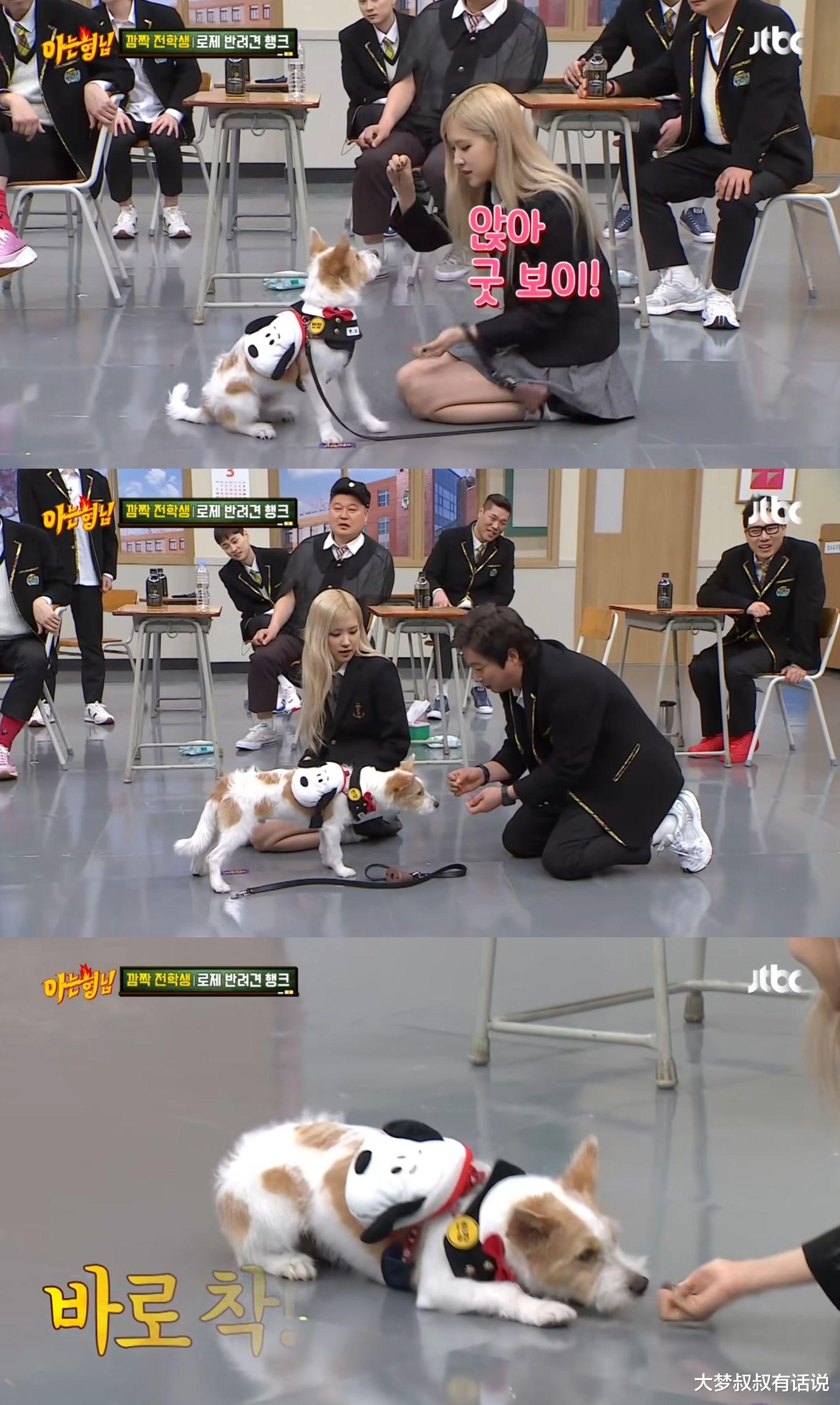 偶像萌宠超人气！伯贤柯基周边“粉丝夜排抢购”Rosé狗吸270万粉