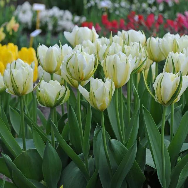 漂亮的郁金香随手一拍都是美景,春天的郁金香花海美得不可方物