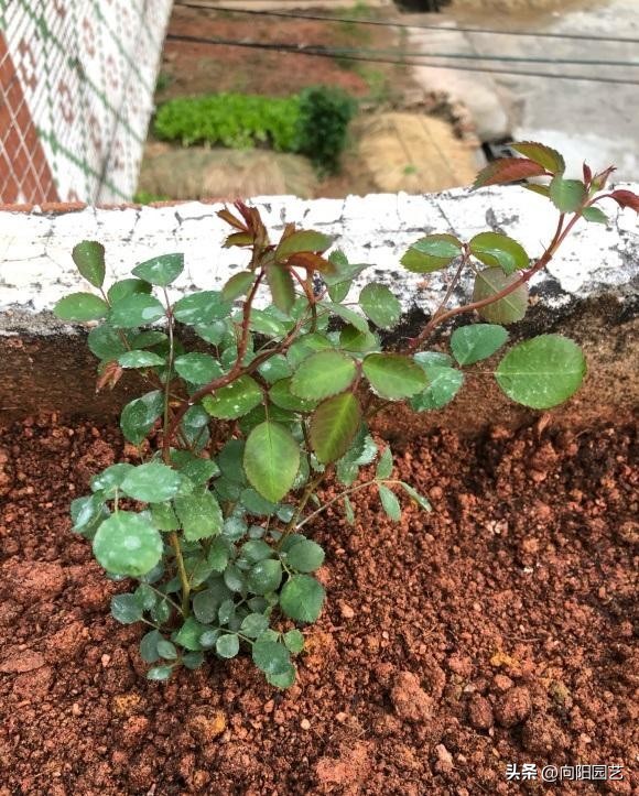 卖月季靠谱的网店,买月季花在抖音哪家买比较好