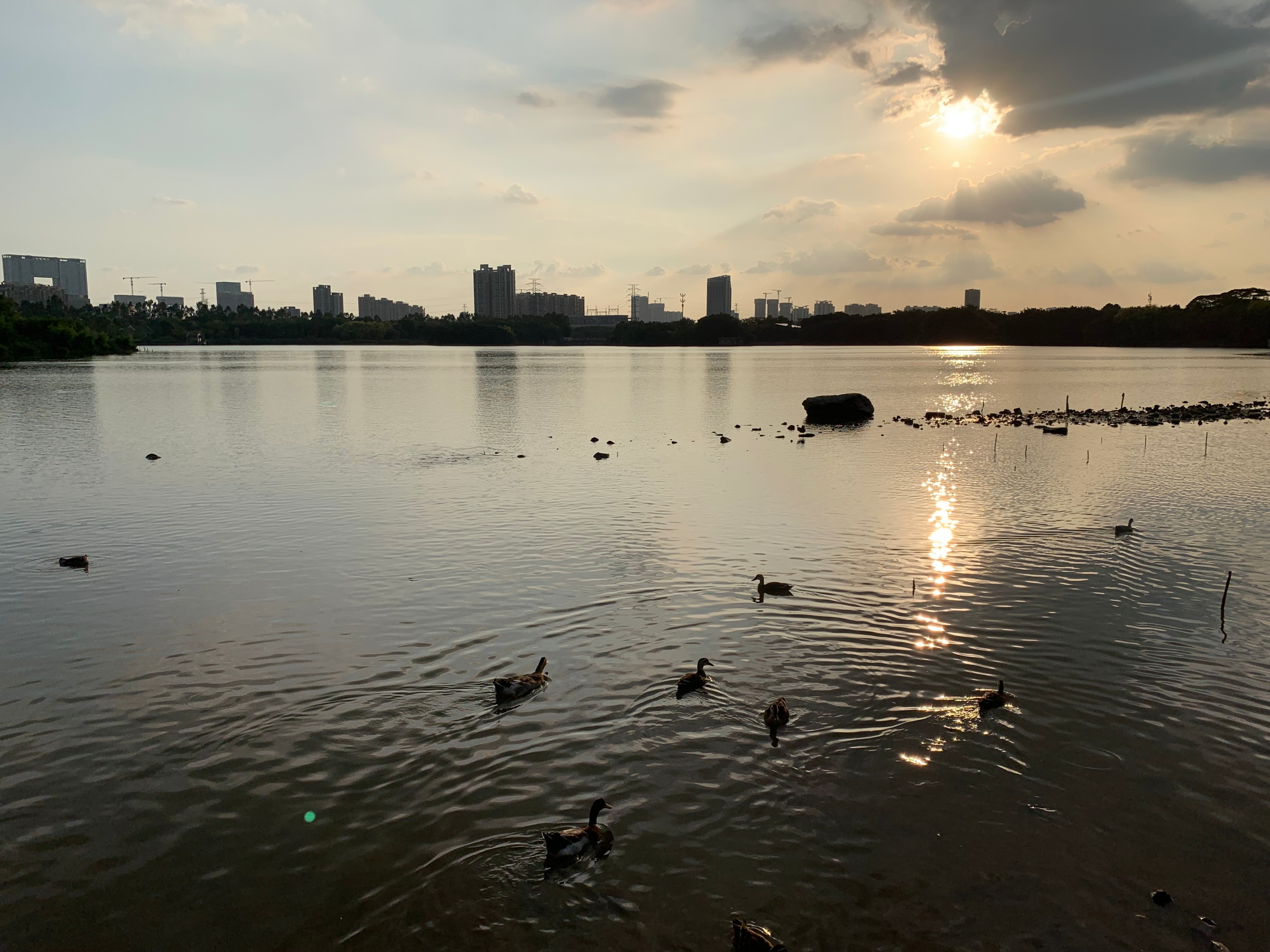 广州国庆假期一日游:南肾海珠湖国家湿地公园的最佳旅游攻略