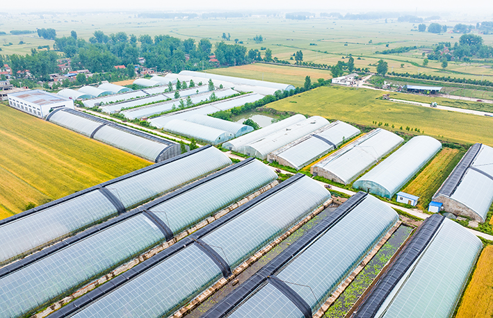 返乡创业青年种植大户,返乡种植养殖创业青年