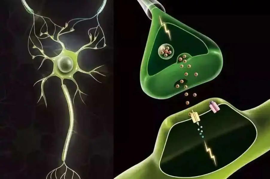 年纪轻轻阳痿怎么治,治疗阳痿缺哪种营养