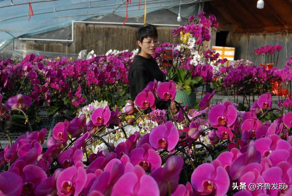 山东即墨：蝴蝶兰花俏销迎新春