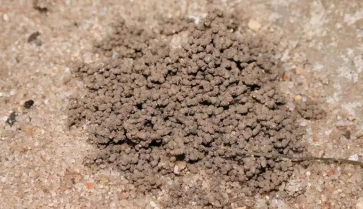 电蚯蚓为什么犯法,电蚯蚓月入过万