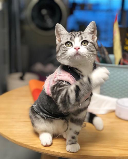 养猫首选这3种猫既便宜又好养,养猫和养狗哪个开销便宜点