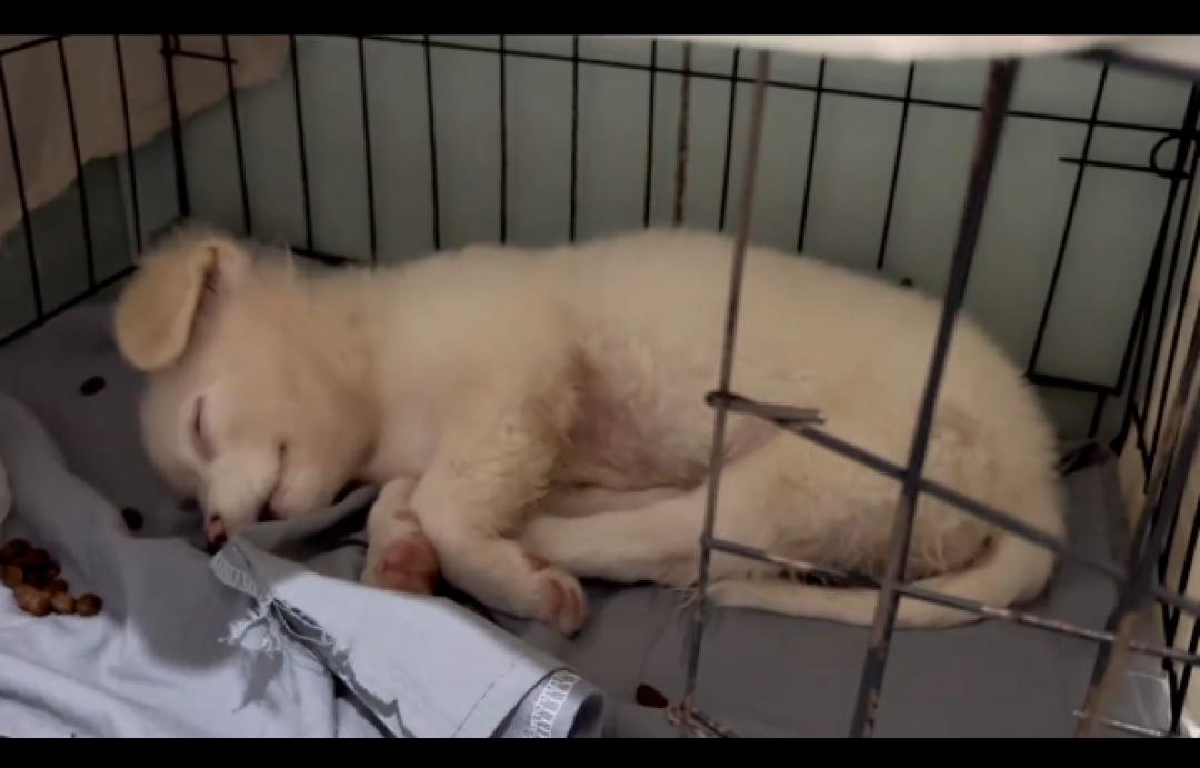 残疾小狗被遗弃完整视频,残疾被丢弃的小狗