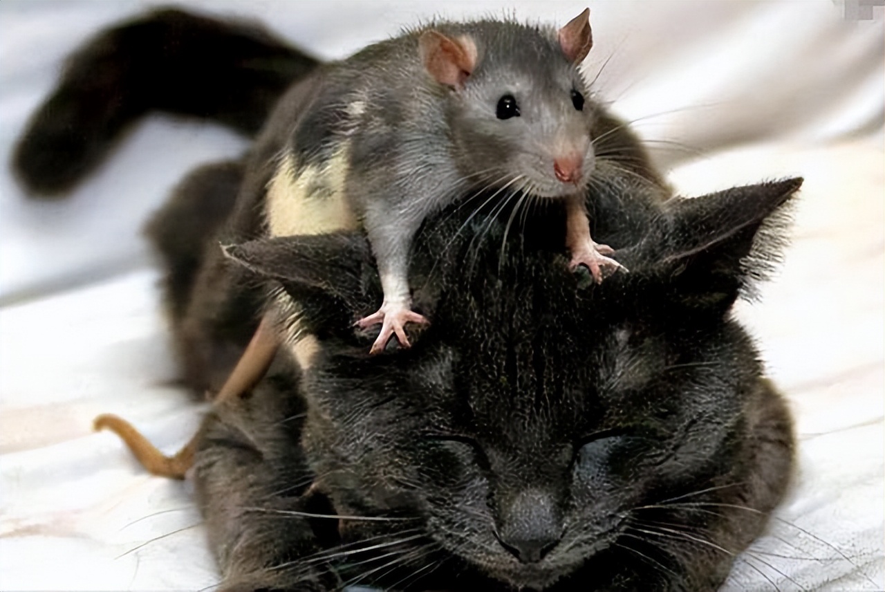 目前最先进的灭鼠技术,科学家利用基因技术灭鼠