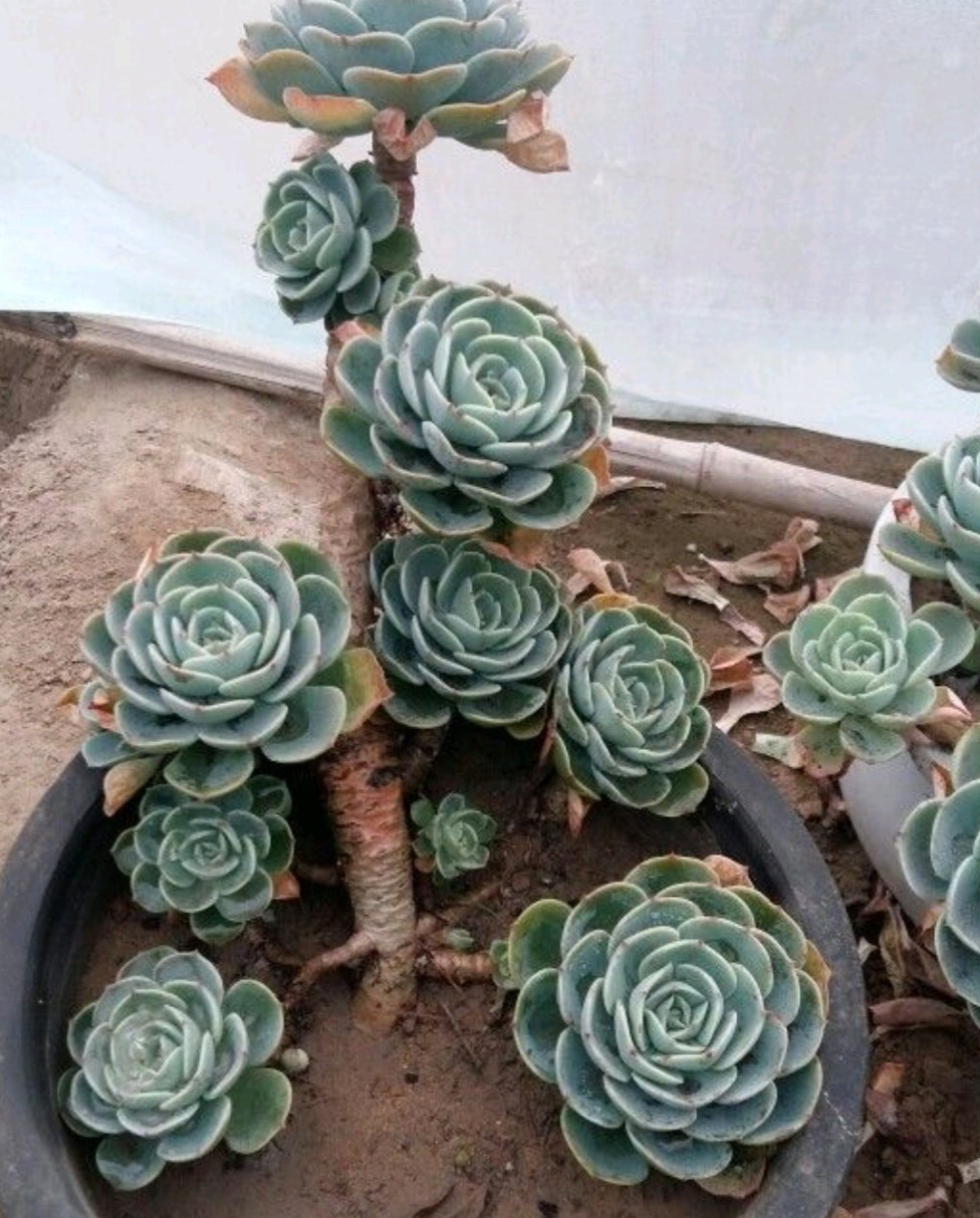 养多肉最简单的方法,多肉怎么养才能长得快又好还好看