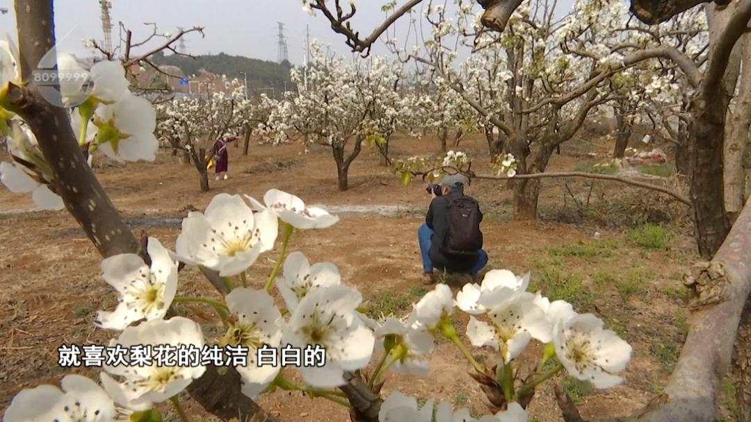 这里又一片花海！周六等你
