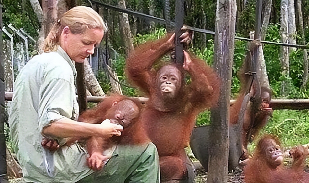 红毛猩猩被囚禁六年现状,红毛猩猩被囚禁六年