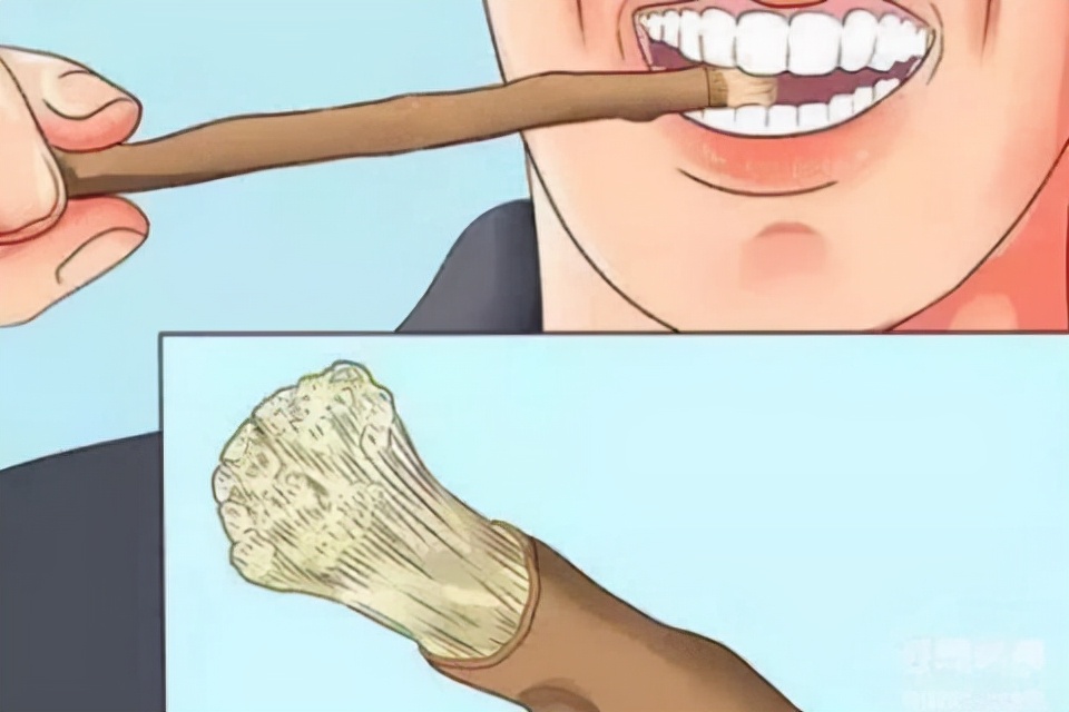 皂荚树现在还有吗,皂荚树经历辉煌又被嫌弃