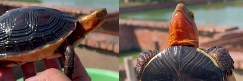 黄缘龟三年90克能分辨出公母吗,三年左右黄缘龟公母怎么区分