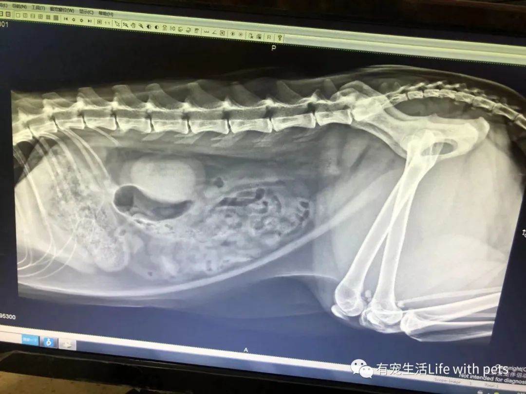 猫咪尿结石反复怎么解决,猫咪尿结石吃什么药消结石