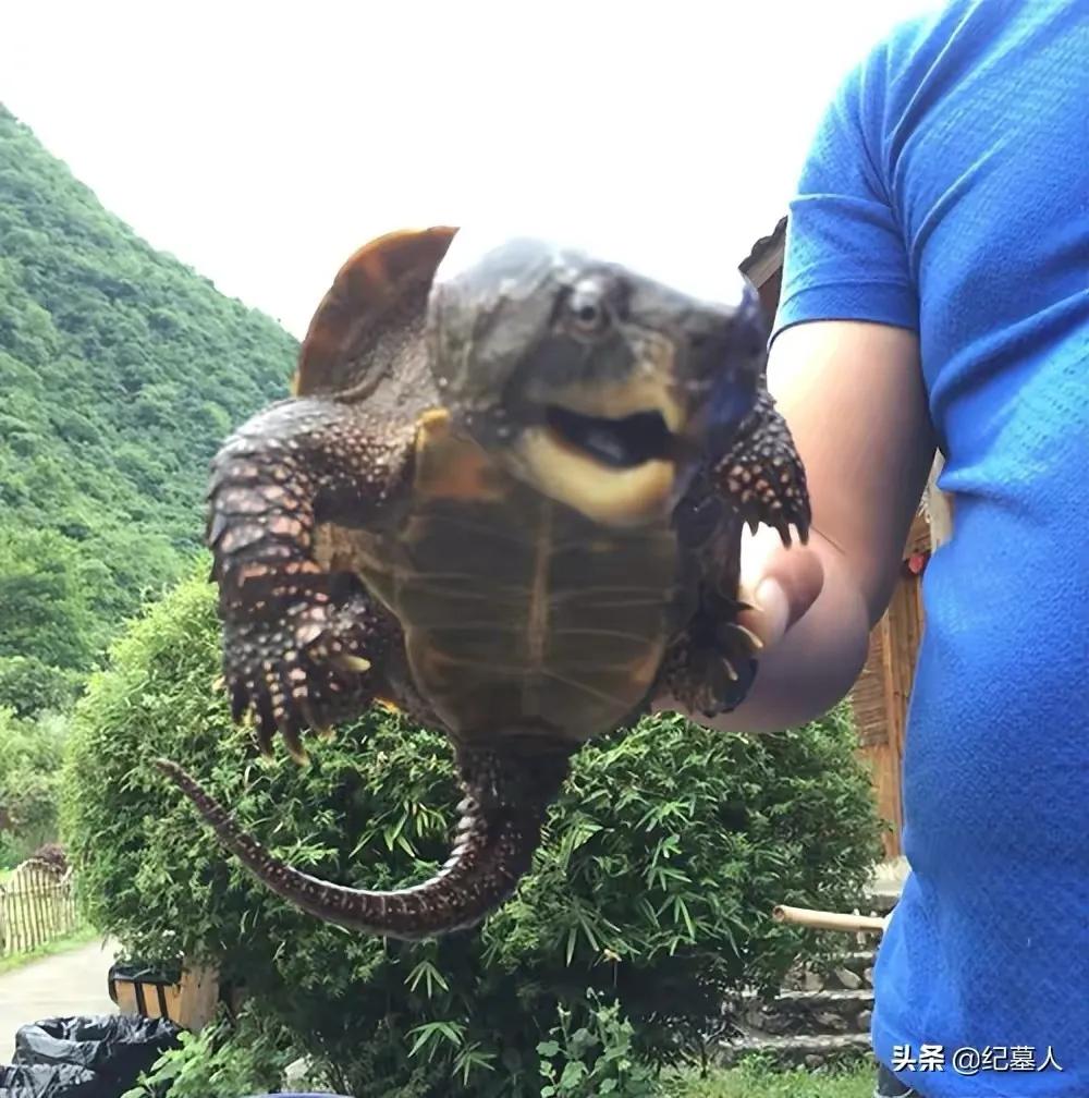 一男子捡到一只乌龟带回家养,男子在野外捡到乌龟越长越不好