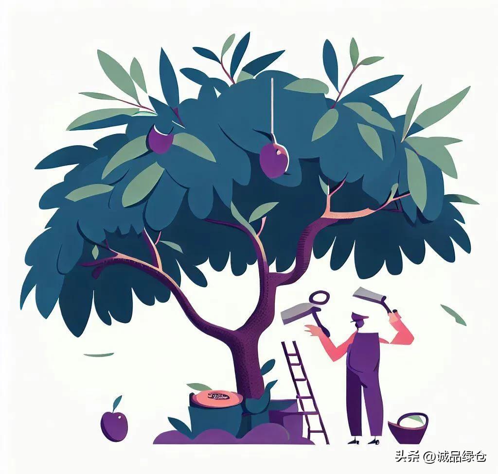 怎样修剪李子树才能活,怎样修剪李子树视频